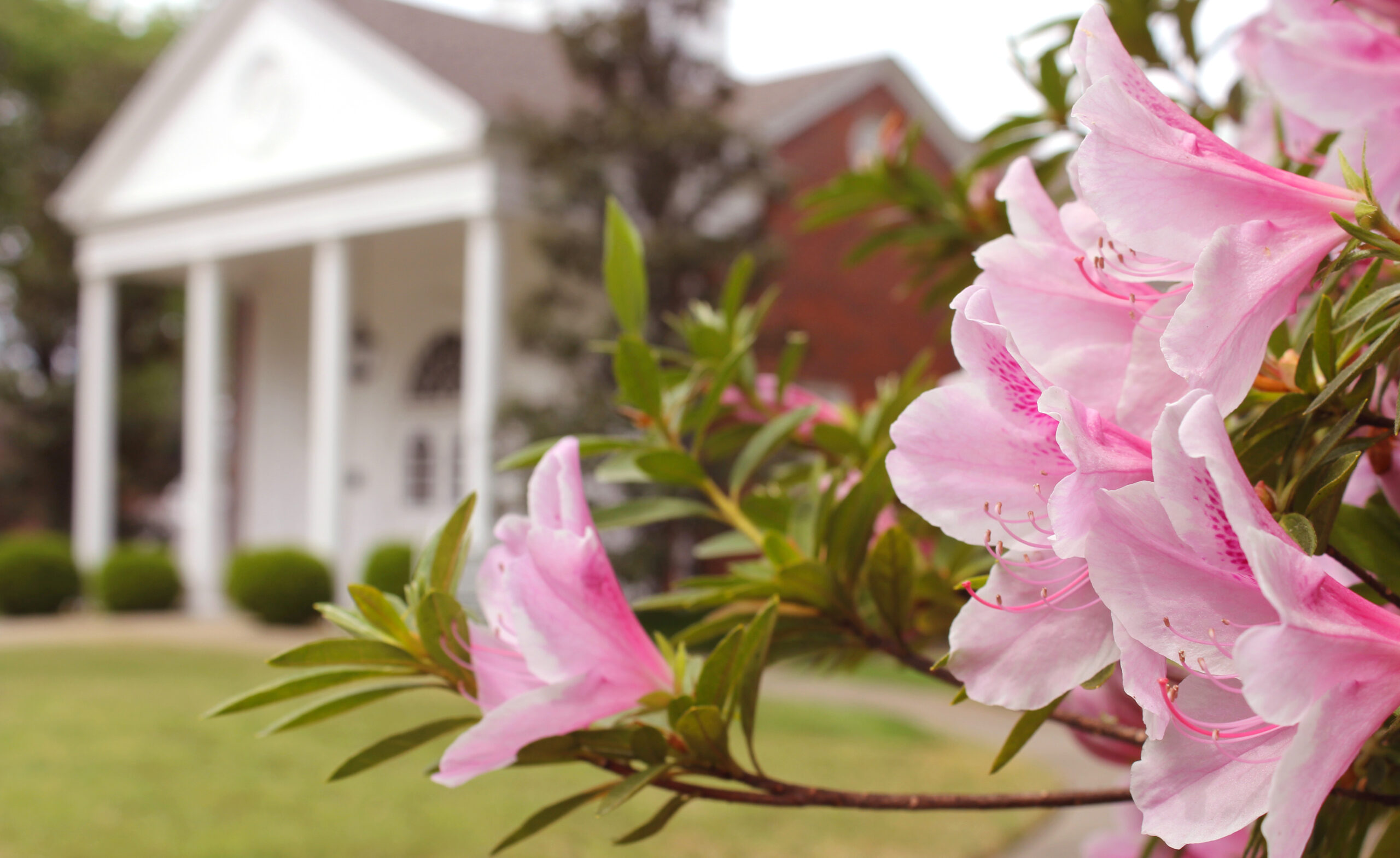 Azalea District community